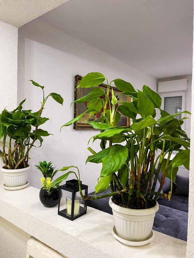 Apartment Tatjana Kragujevac Bagian luar foto